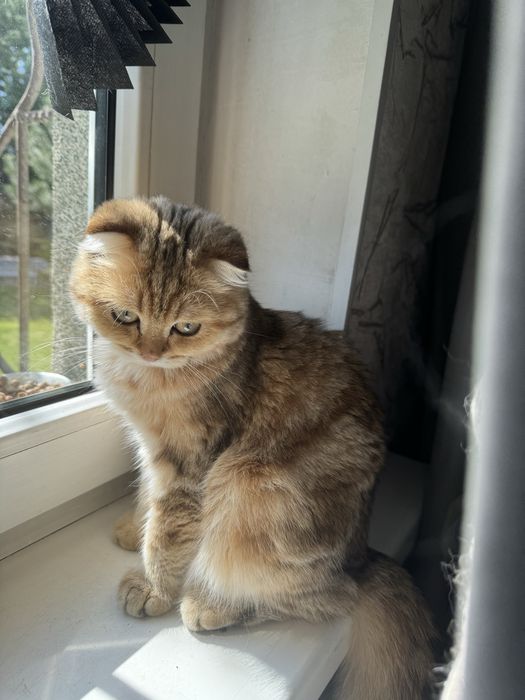 Продажа котят с родословной