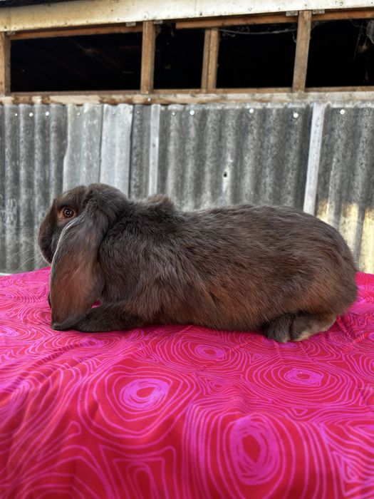 Iepuri berbec german