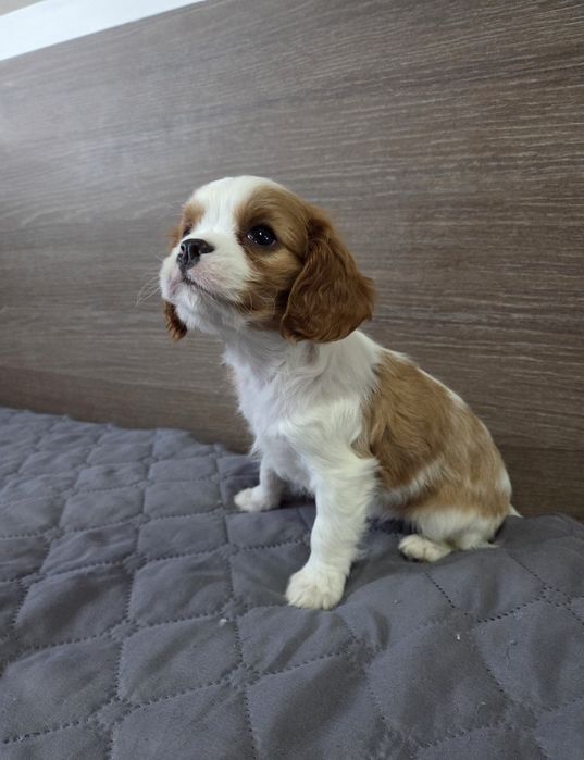 Кавалер Кинг Чарлз Шпаньол