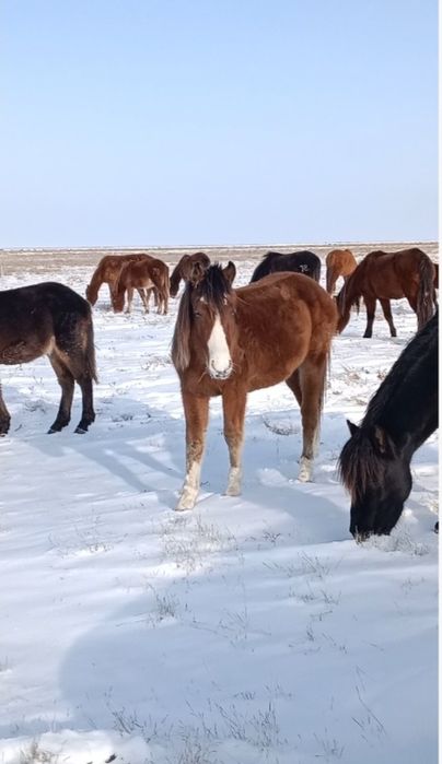 Бес қасқа тай сатылады.