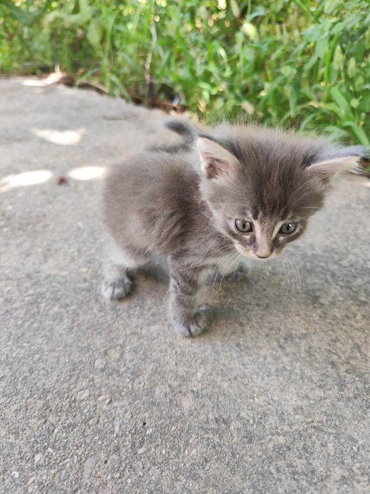 Котята бесплатно