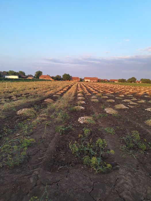 Vand usturoi de primavara