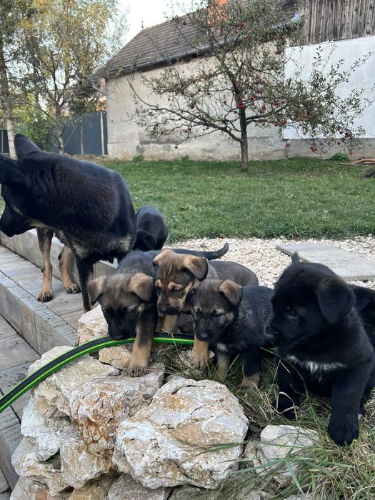 Adoptie: pui ciobanesc german 2 luni Brasov, Bucuresti, Sibiu