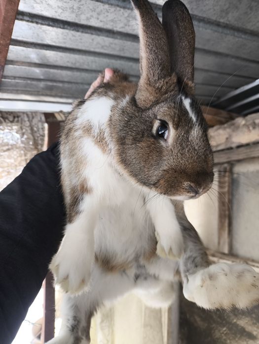 Продам кролика самец