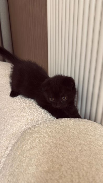 Котенок Скоттиш фолд