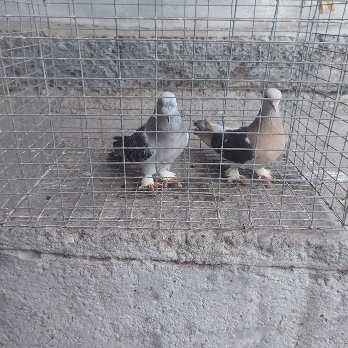 Такла насачуби лиси пара гатовый