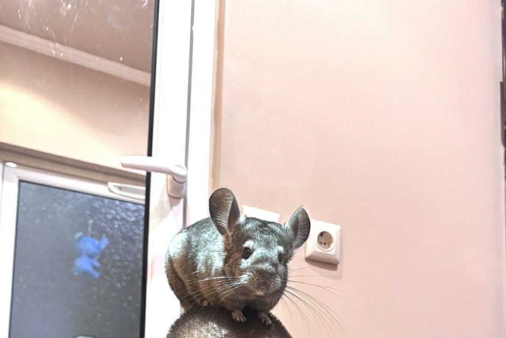 Продавам Чинчила на 9 месеца