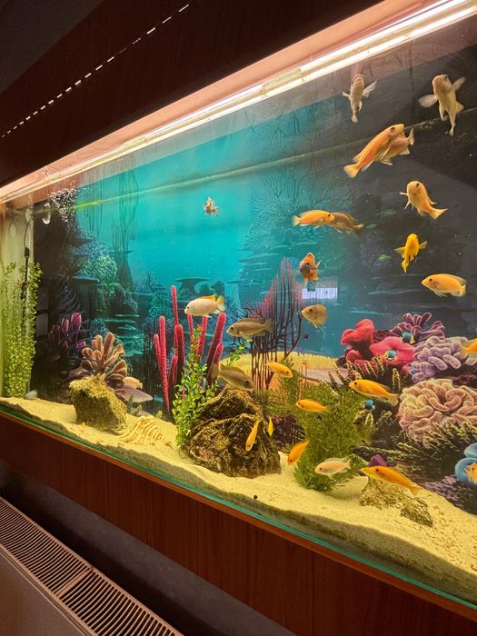 Proprietar, vand casa in centrul orasului