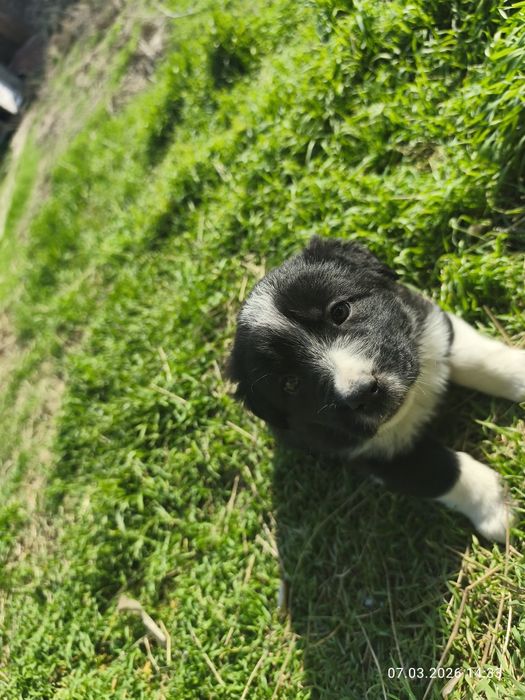 Отдам девочки щенки