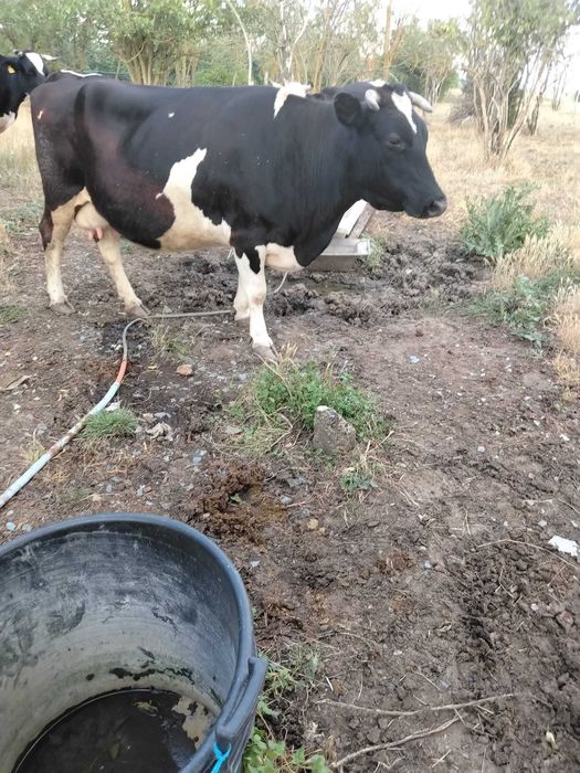 Vaca bălțată 6 ani