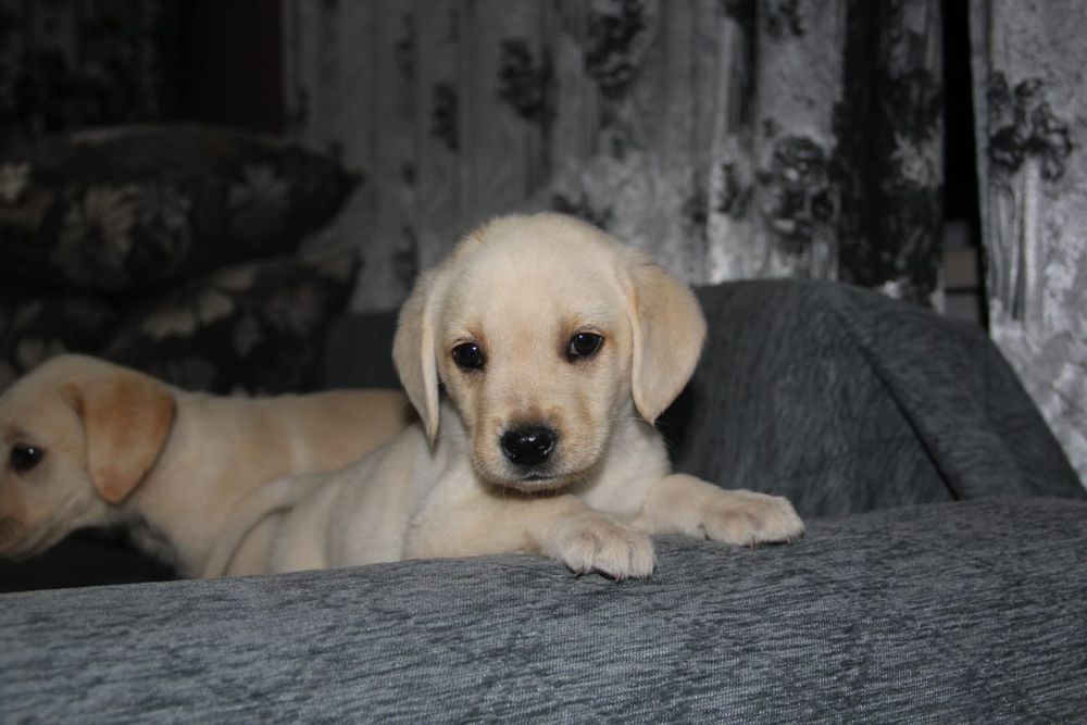 Щенки Лабрадор ретривера