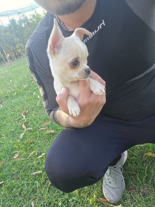 Чихуахуа момче и момиче