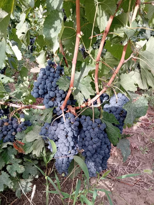 Struguri merlot - 0766719051