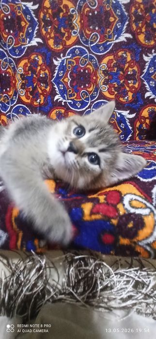 Котята 1.5 месяца. Приучены к лотку