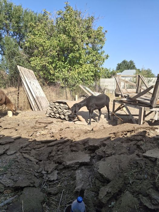Кошкар  1.5 года отборные самки