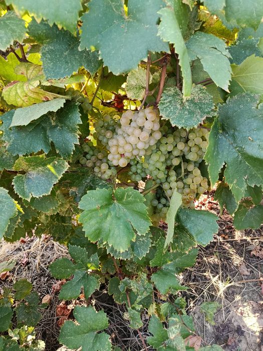Vând struguri de aligote + amestec ( riesling+ fetească)