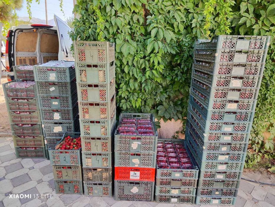 Малина Делнива Полша ремонтант нави.Делнива польский ремонтантный сорт