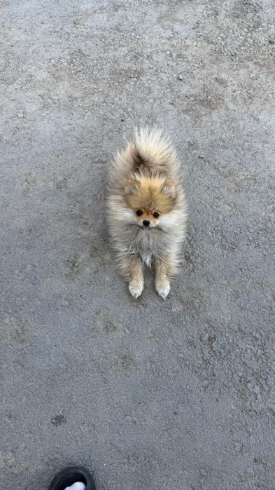 Продам Мальчика Шпица очень игривый 4 мес