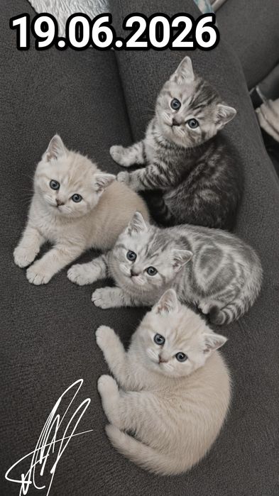 Чистокровные Британские котята