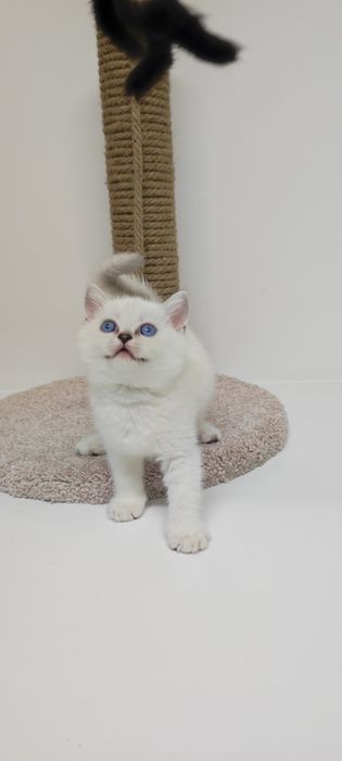 Британские шиншиллы