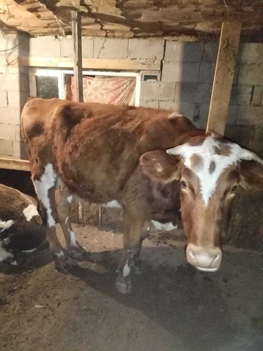 сиыр 1 Туган сутти