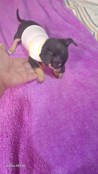 Продам мини тойчика