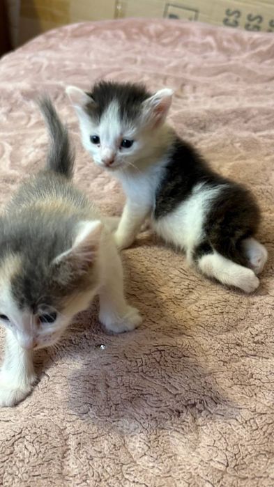 Котята в добрые руки