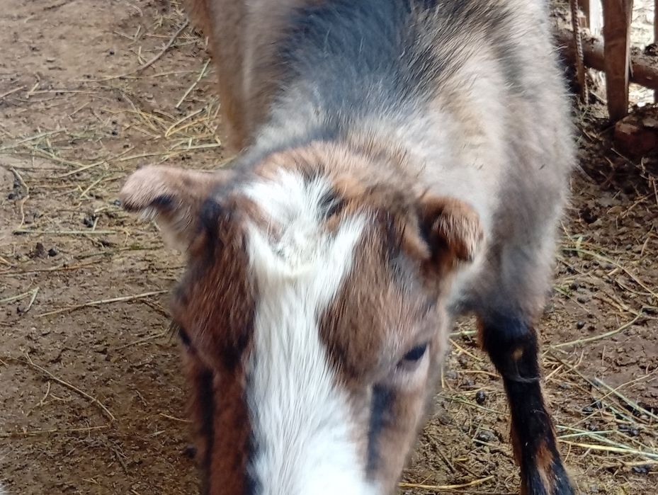 Алпиниски Шыбыштар сатылады