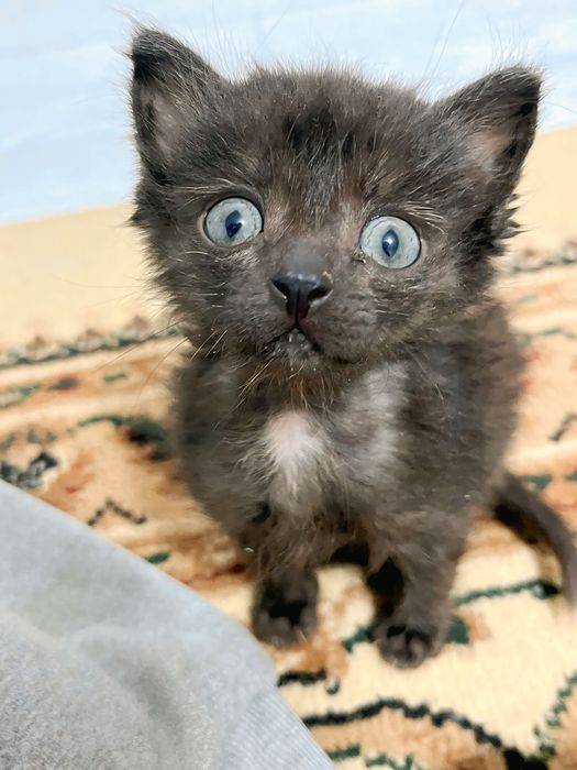 Отдам в добрые руки