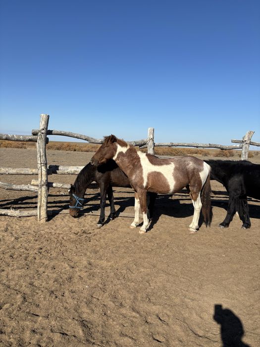 Донен сатылады, продется жеребец