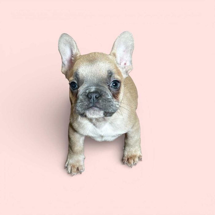 Френски булдог.