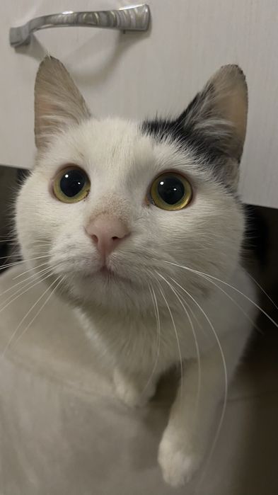 Кот продаётся в хорошие руки