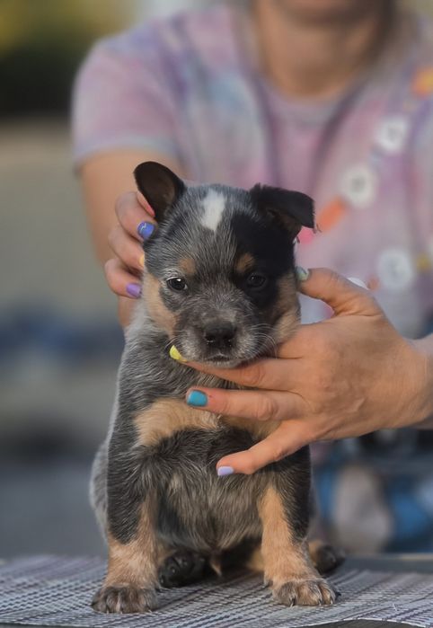 Australian Cattle Dog - mascul