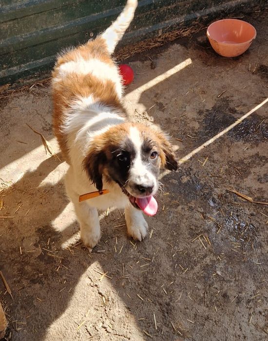 Щенки собаки ищут дом. Срочно