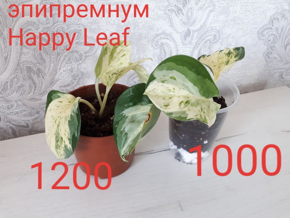 Комнатные цветы разные