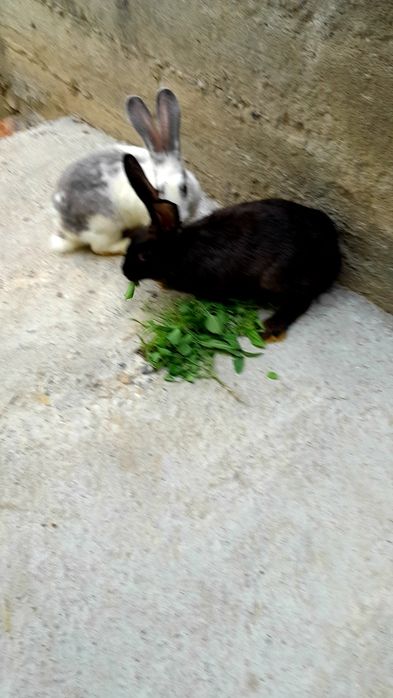 Қуйонлар  соглом 4-ойлик.
