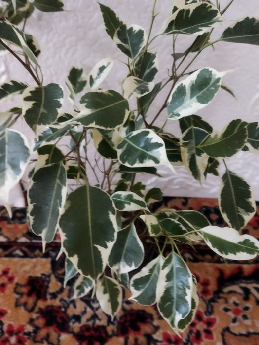 Комнатные цветы в ассортименте