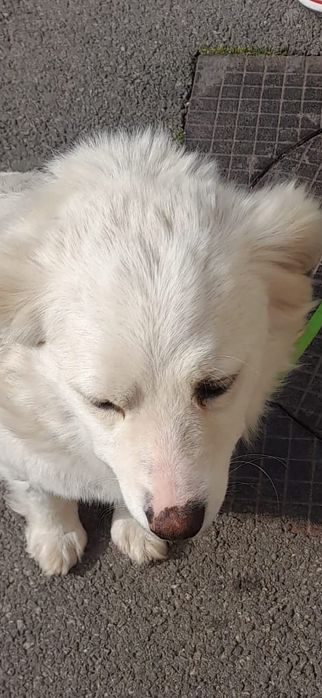 Cățel jucăuș cauta stăpâni