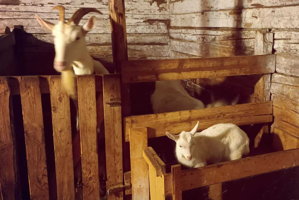 De vânzare țăpisori saanen