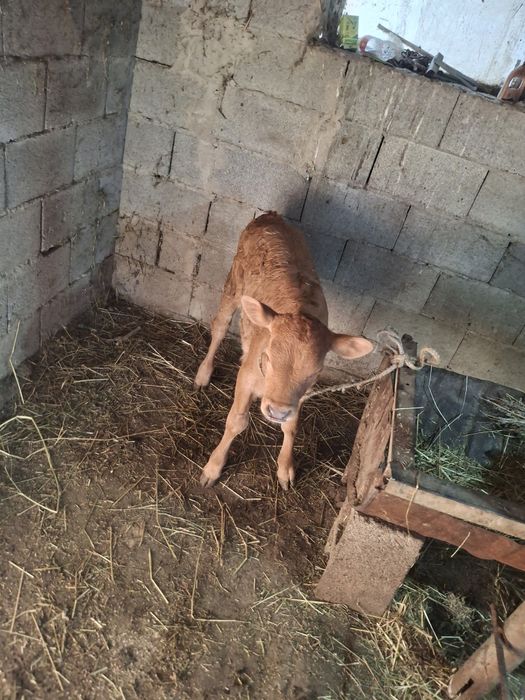 телята одна телочка один бычок