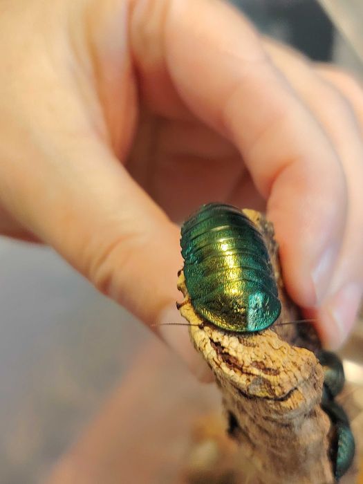 Pseudoglomeris magnifica