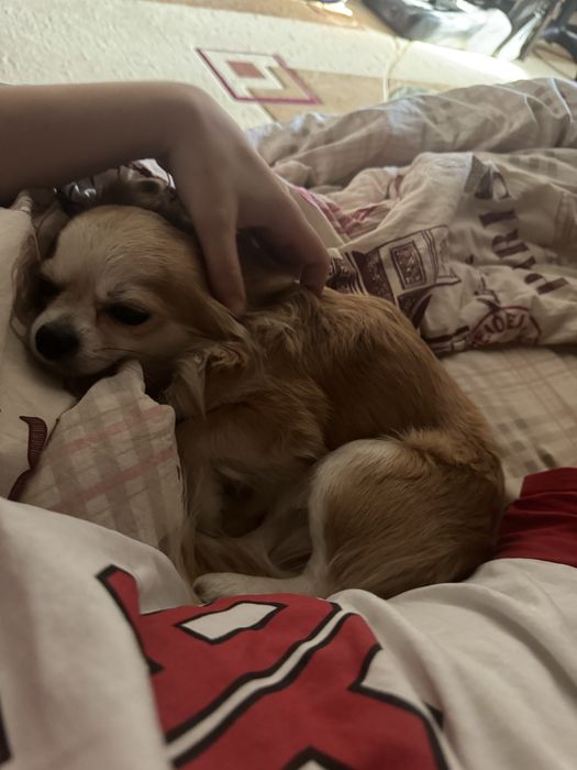 Отдам чихуахуа с доками