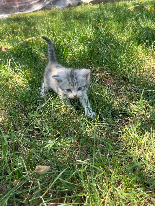 Шотландский котенок