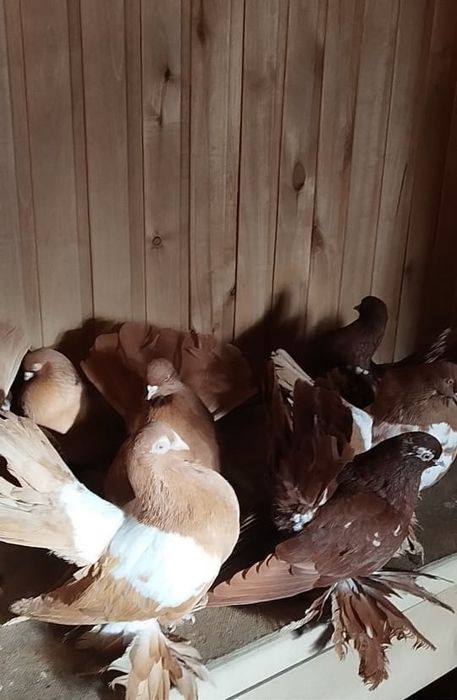 Продам голубей