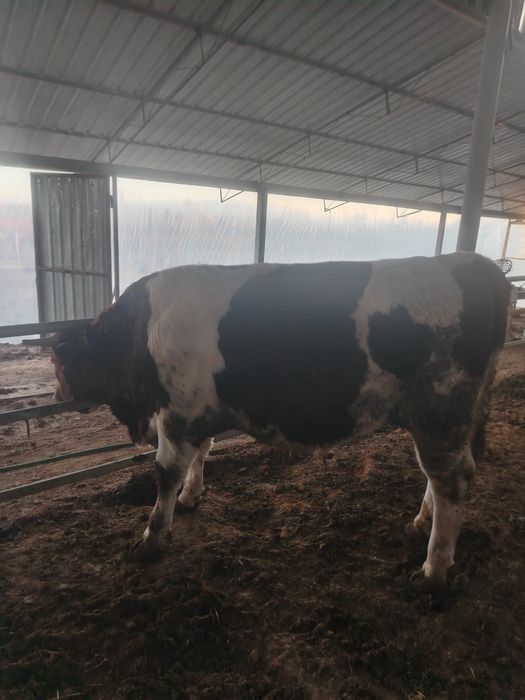 Smental buqa 1 yosh 2 oylik