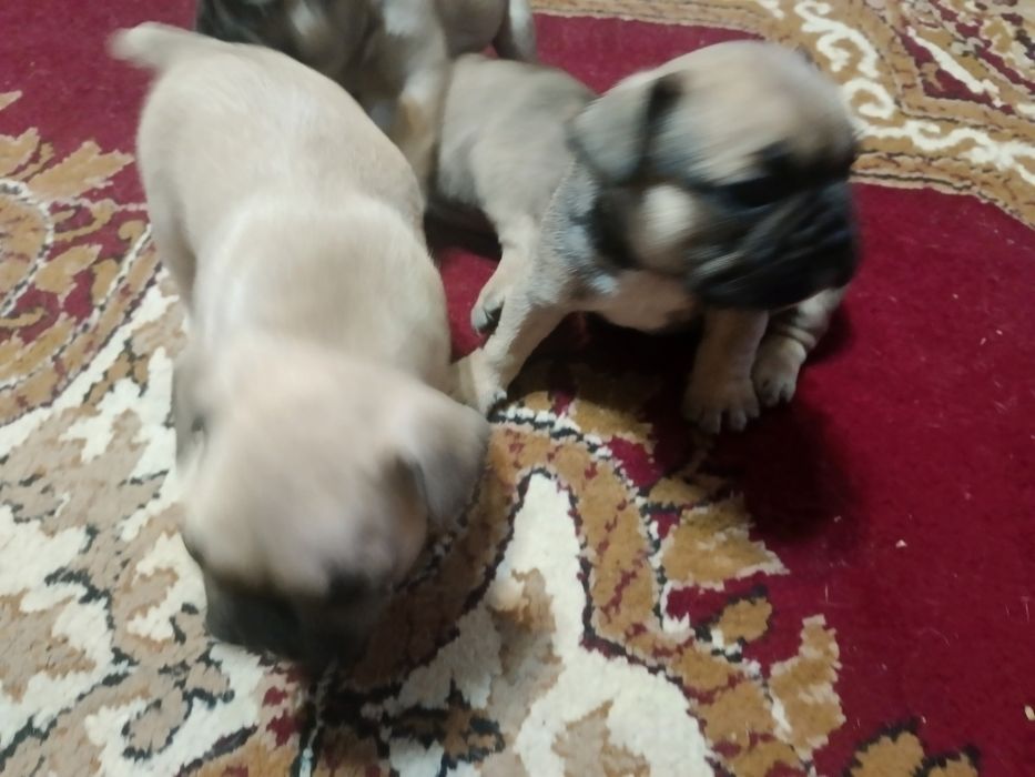 Продаются щенки французского бульдога