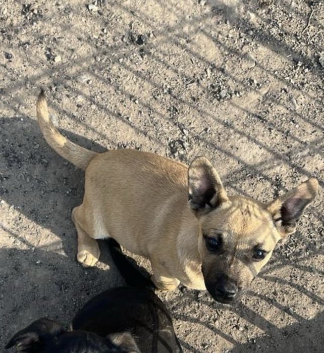 Французский бульдог метис