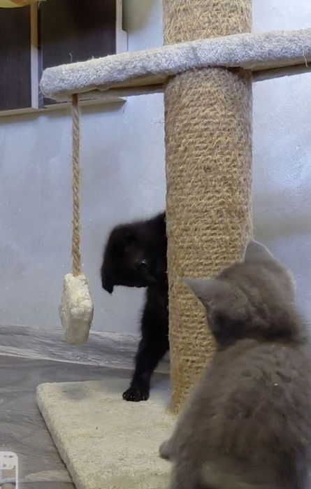 Котята бесплатно