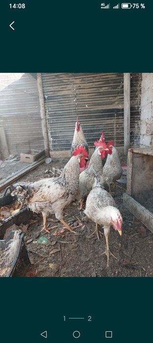 Петухи. Барковски борвистый.