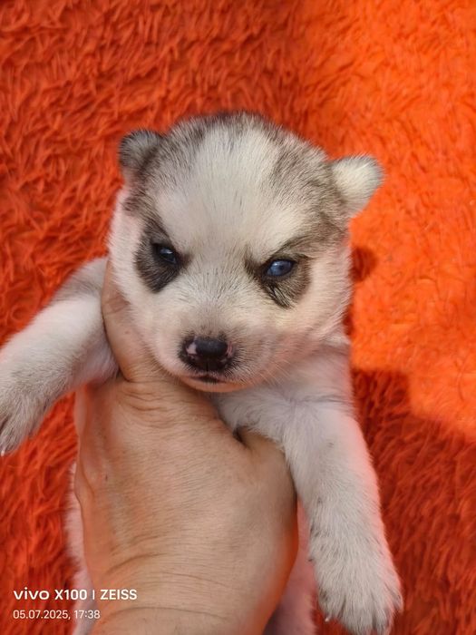 Очаровательные щенки сибирской хаски.